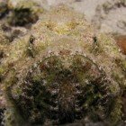 Ropušnice ďábelská / Scorpaenopsis diabolus