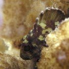 Perutýn korálový / Sebastapistes cyanostigma