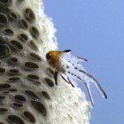 Pyskoun lyroocasý / Bodianus anthioides
