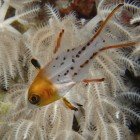 
                      Lyretail hogfish / Bodianus anthioides
                   