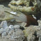 Lyretail hogfish / Bodianus anthioides