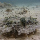 Upside-down jellyfish / Cassiopeia andromeda