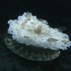 
                      Upside-down jellyfish / Cassiopeia andromeda
                   