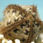 
                      Bald-patch urchin / Microcyphus rousseaui
                   
