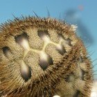 Ježovka Microcyphus rousseaui / Microcyphus rousseaui