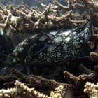  Summana grouper / Epinephelus summana\