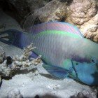  Steephead parrotfish / Scarus gibbus\