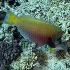Steephead parrotfish / Scarus gibbus
