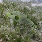 Seagrass puffer / Arothron immaculatus
