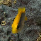 
                      Sapínovec žlutohřbetý / Pseudochromis flavivertex
                   