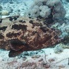 Malabar grouper / Epinephelus malabaricus