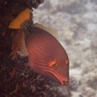  Orange-striped triggerfish / Balistapus undulatus\