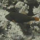 Orange-striped triggerfish / Balistapus undulatus