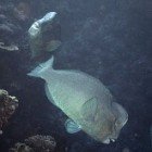 Humphead parrotfish / Bolbometopon muricatum