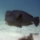Humphead parrotfish / Bolbometopon muricatum