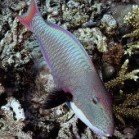  Bicolor parrofish / Cetoscarus bicolor\