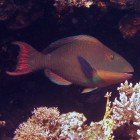 Bicolor parrofish / Cetoscarus bicolor