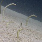 
                      Red Sea garden eel / Gorgasia sillneri
                   