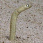 Red Sea garden eel / Gorgasia sillneri