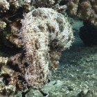 Blackmouth sea cucumber / Pearsonothuria graeffei