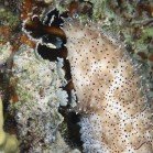  Blackmouth sea cucumber / Pearsonothuria graeffei\