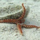 Pearl sea star / Fromia monilis