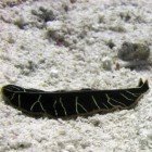  Tiger flatworm / Pseudoceros dimidiatus\