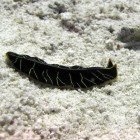 Tiger flatworm / Pseudoceros dimidiatus
