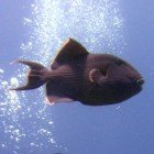 Blue triggerfish / Pseudobalistes fuscus