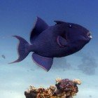  Blue triggerfish / Pseudobalistes fuscus\