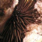 
                      Rock-boring urchin / Echinometra mathaei
                   