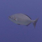 Brassy rudderfish / Kyphosus vaigiensis