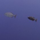 Brassy rudderfish / Kyphosus vaigiensis