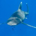  Oceanic white tip shark / Carcharhinus longimanus\