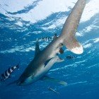 Oceanic white tip shark / Carcharhinus longimanus