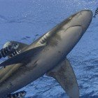 Žralok dlouhoploutvý / Carcharhinus longimanus