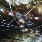 
                      Boxer shrimp / Stenopus hispidus
                   