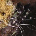 Kreveta páskovaná / Stenopus hispidus