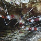 Boxer shrimp / Stenopus hispidus