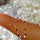Anemone partner shrimp / Periclimenes longicarpus