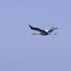  White stork / Ciconia ciconia\