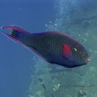 Dusky parrotfish / Scarus niger\