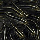 Striped eel catfish / Plotosus lineatus