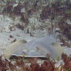  Halavi guitarfish / Rhinobatus halavi\