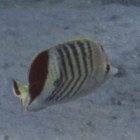  Redback butterflyfish / Chaetodon paucifasciatus\