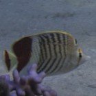 Redback butterflyfish / Chaetodon paucifasciatus