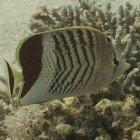 
                      Redback butterflyfish / Chaetodon paucifasciatus
                   