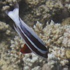 Red Sea fairy basslet / Pseudanthias taeniatus