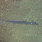  Red Sea needlefish / Tylosurus choram\