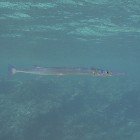 Red Sea needlefish / Tylosurus choram